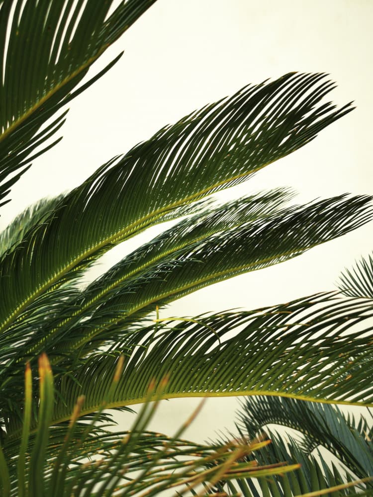 Vibrant Palm Fronds by Angelo Cerantola — canvas wall art