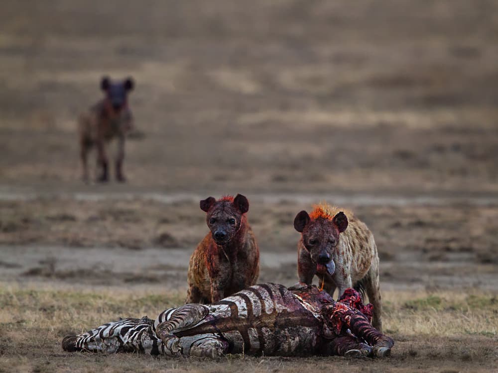 Hyenas' Zebra Feast by Amnon Eichelberg — canvas wall art