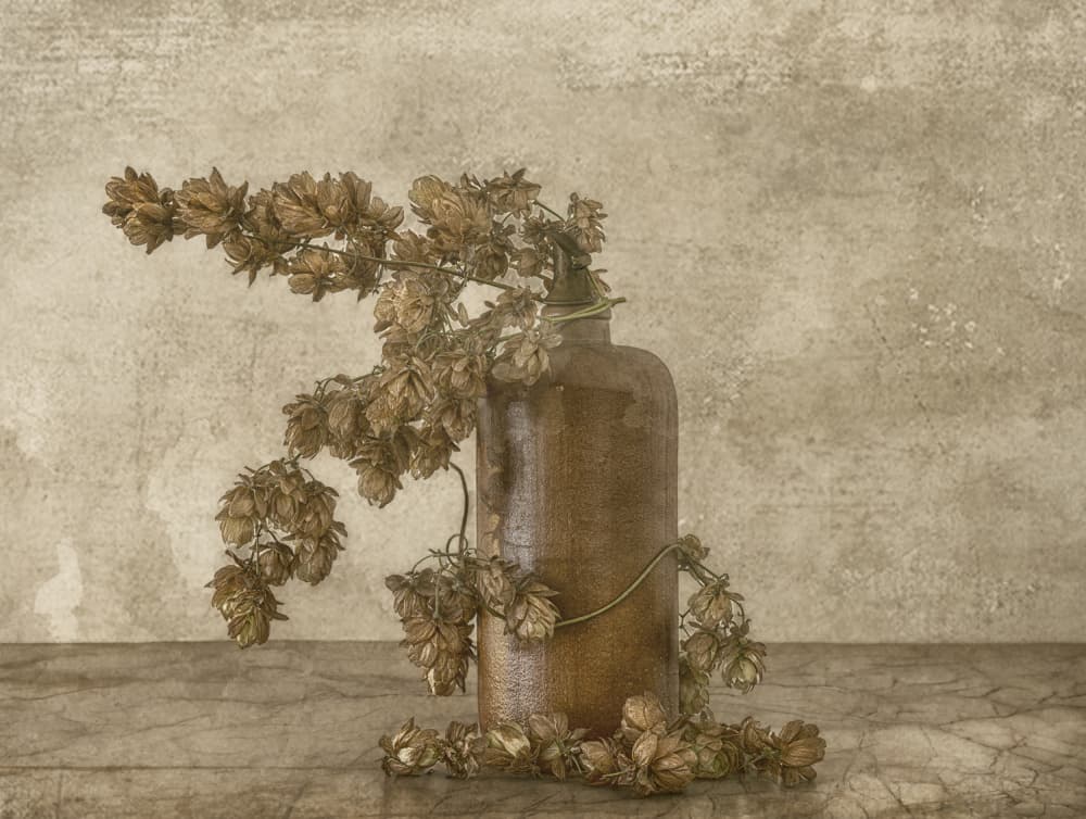 Rustic Hops Still Life by Marie-anne Stas — canvas wall art