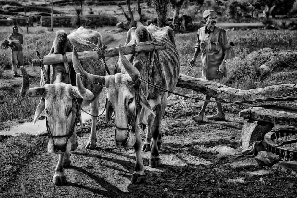 Traditional Oxen Farming by Piet Flour — canvas wall art