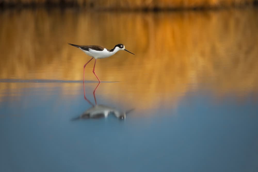 Black Stilt Reflection by Alex Zhao — canvas wall art