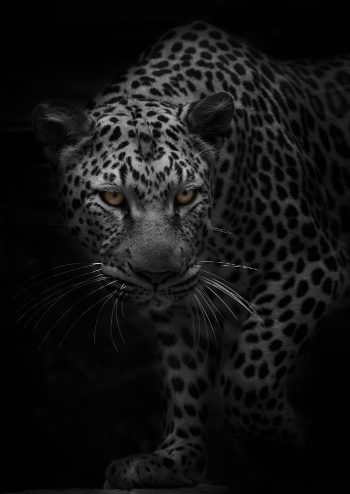 Intense Leopard Gaze by Kaisyakuji Yushi — canvas wall art