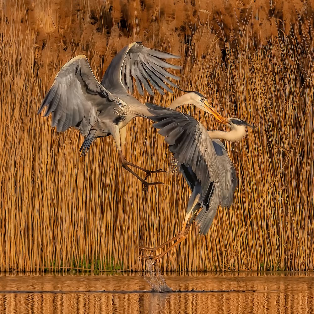 Herons Fighting Golden Light by Jun Zuo — canvas wall art