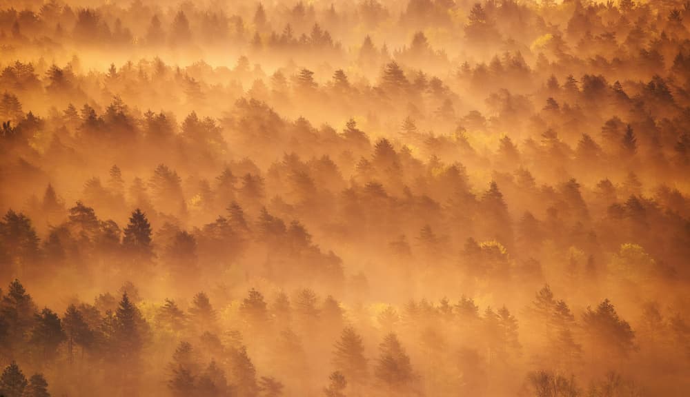 Misty Golden Forest by Ales Krivec — canvas wall art