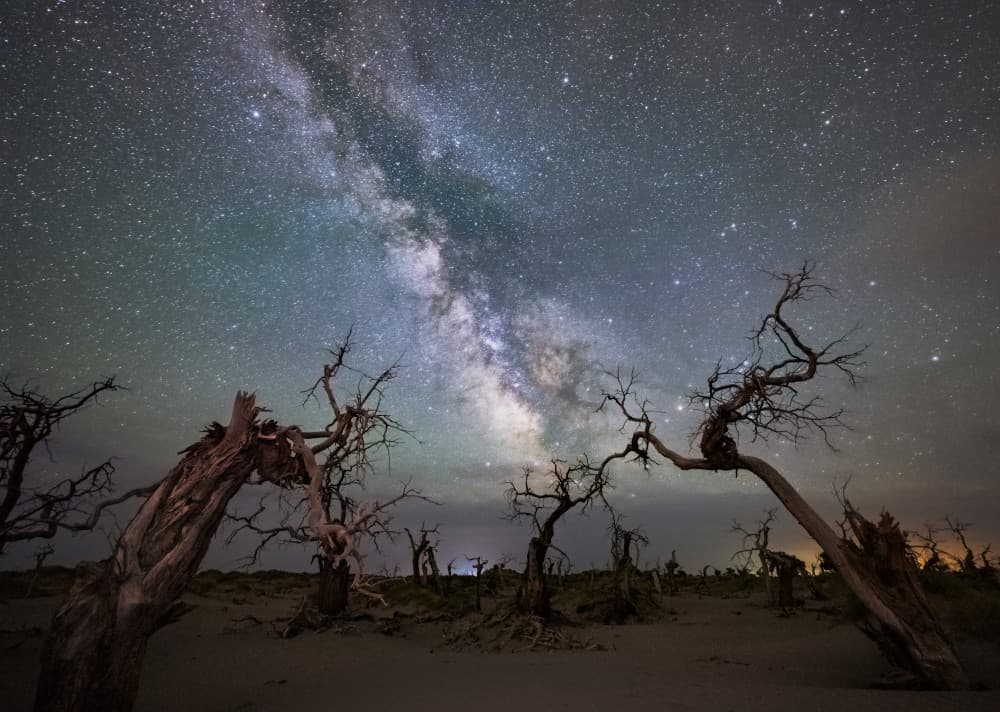 Twisted Trees Starry Night by Yuhan Liao — canvas wall art