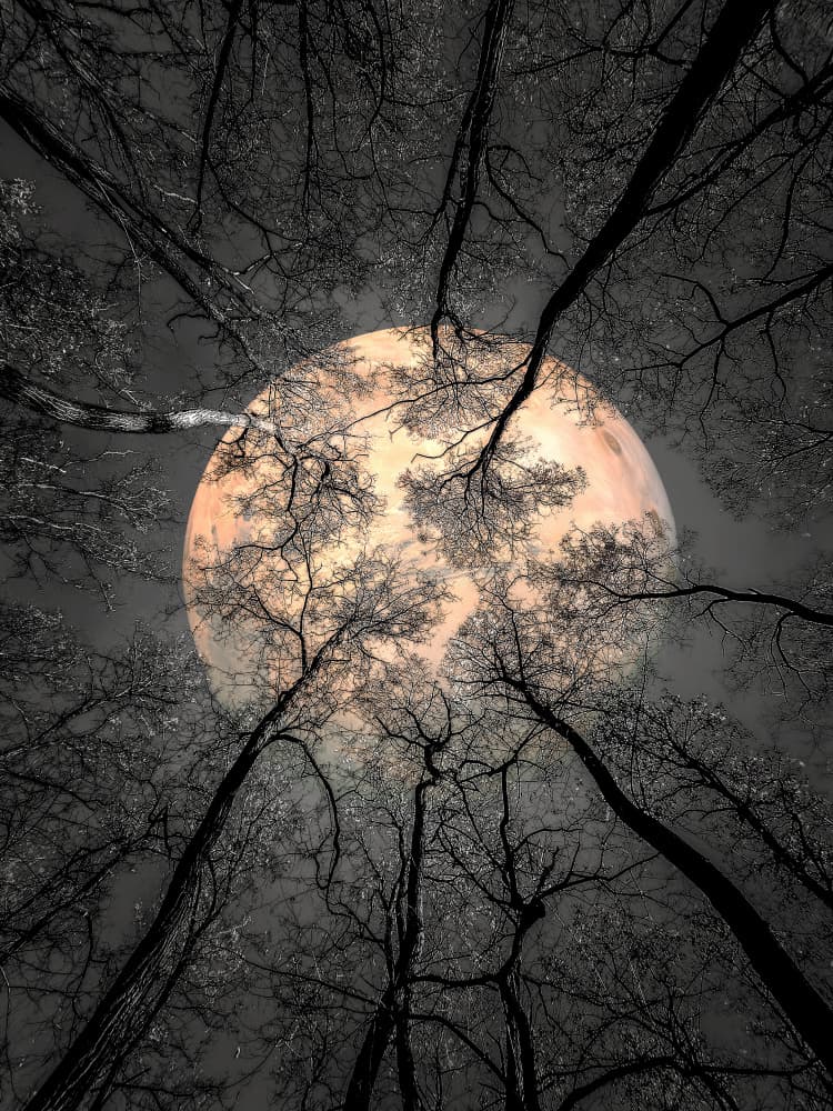 Mysterious Moonlight Forest by Nicolae  Stefanel Rusu — canvas wall art