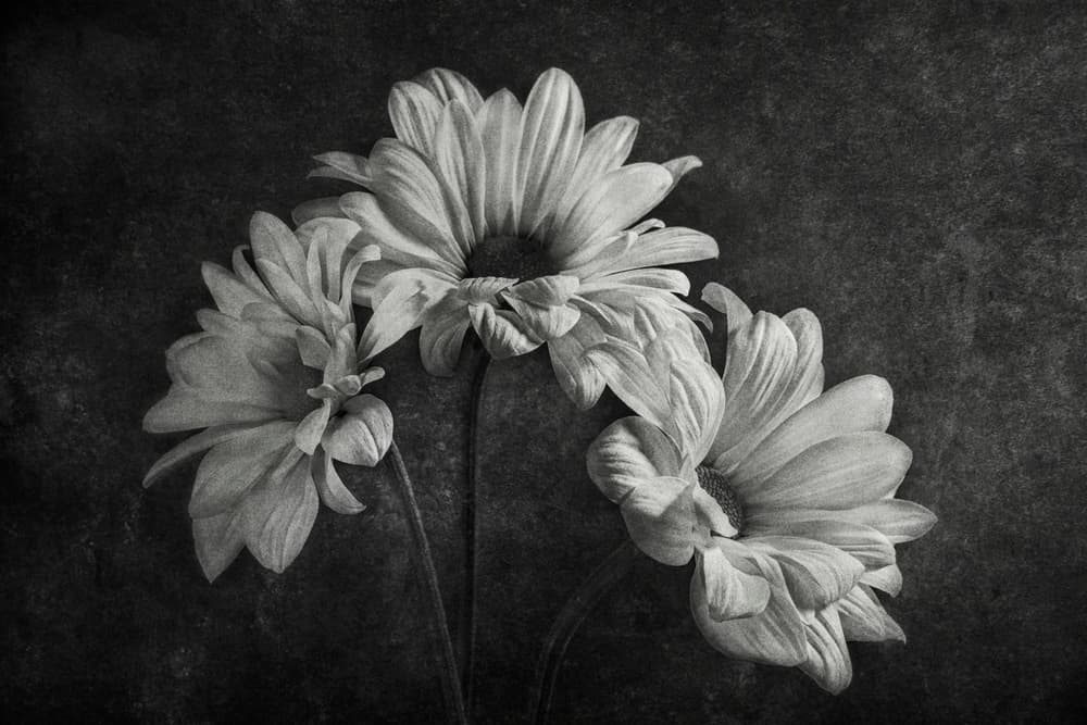 Dark Floral Grace by Stephen Clough — canvas wall art