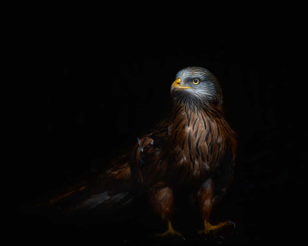 Focused Red Kite by Santiago Pascual Buye — canvas wall art