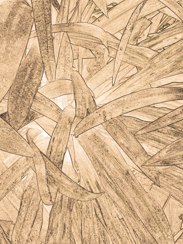Organic Sepia Sketch by Santhosh ch — canvas wall art