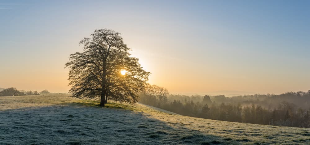Sunrise Through Winter Tree by Nigel Snape — canvas wall art