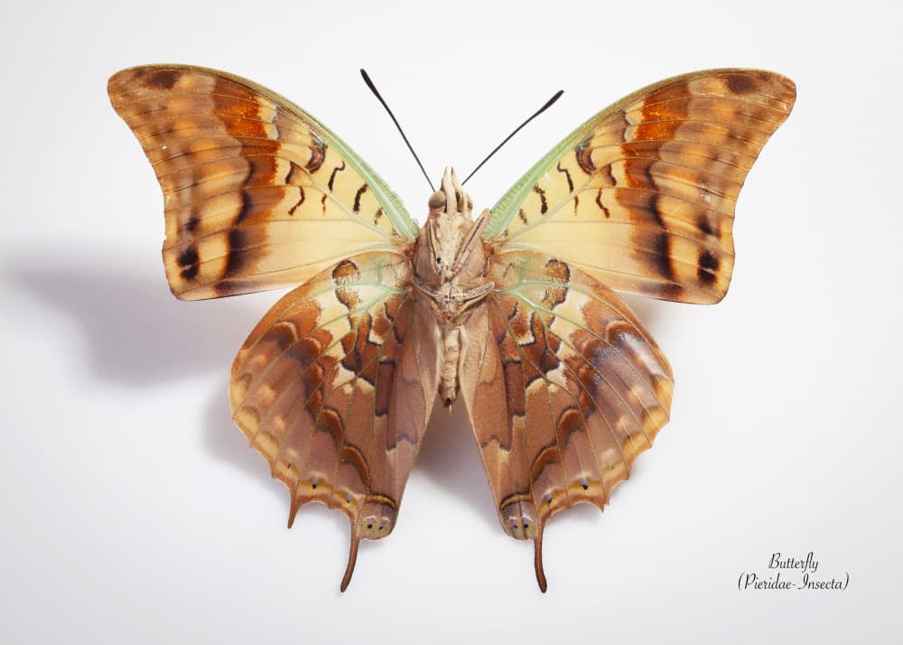 Brown Gold Butterfly by Johan Botha "Sabie" — canvas wall art