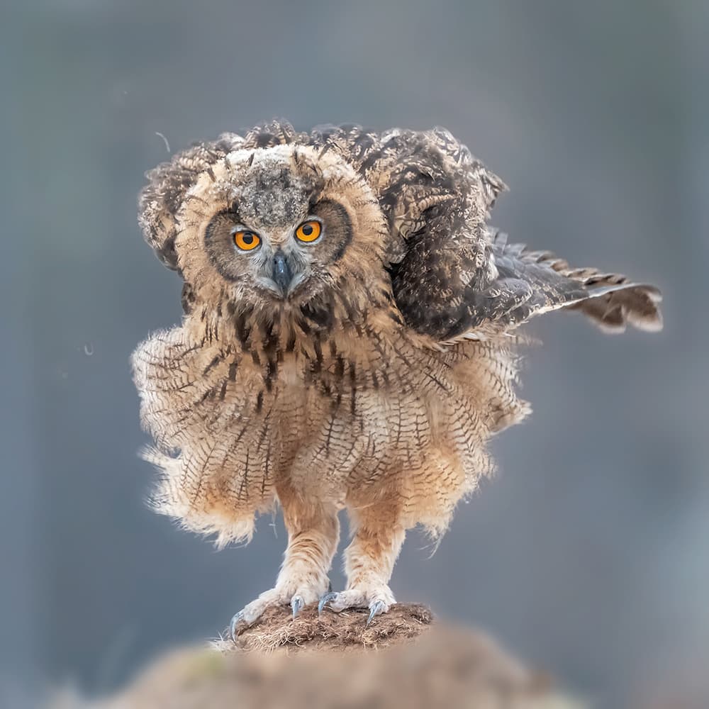 Intense Owl Gaze by Annie Poreider — canvas wall art