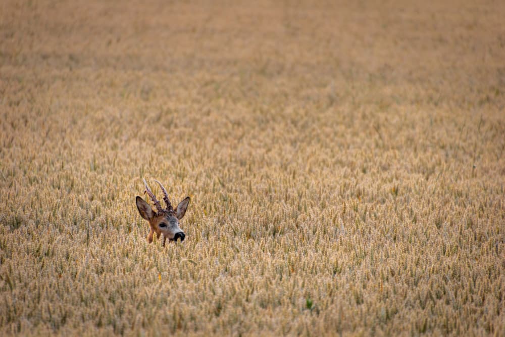 Buck in Golden Wheat by Hamed Bank — canvas wall art