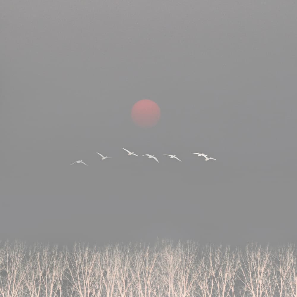 Red Sun Birds Flight by Hsiao-Yang Fei — canvas wall art