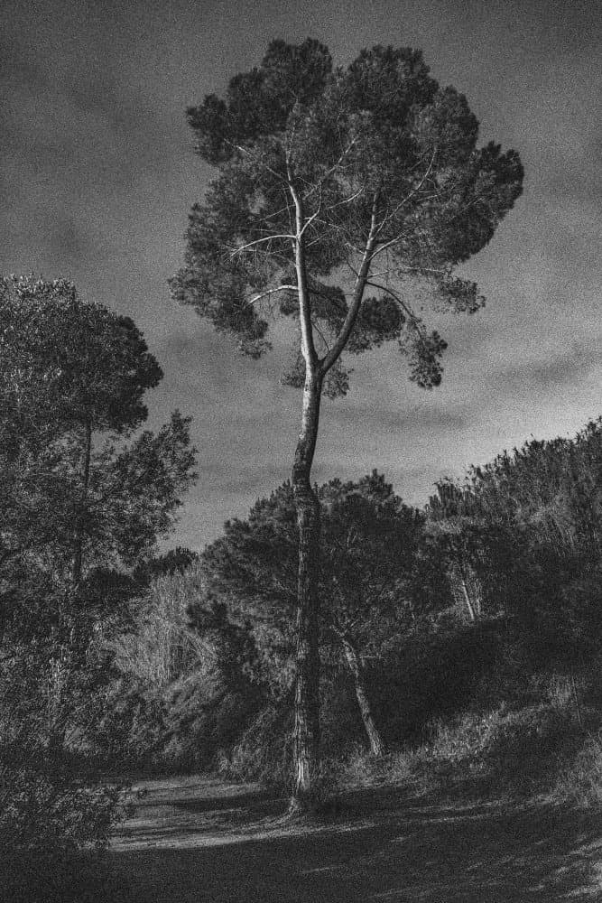 Dramatic Lone Tree by Pepa Aston — canvas wall art