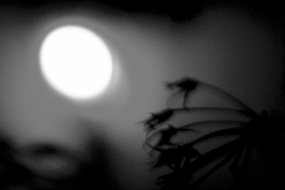 Serene Night Bloom by Codrin Lupei — canvas wall art