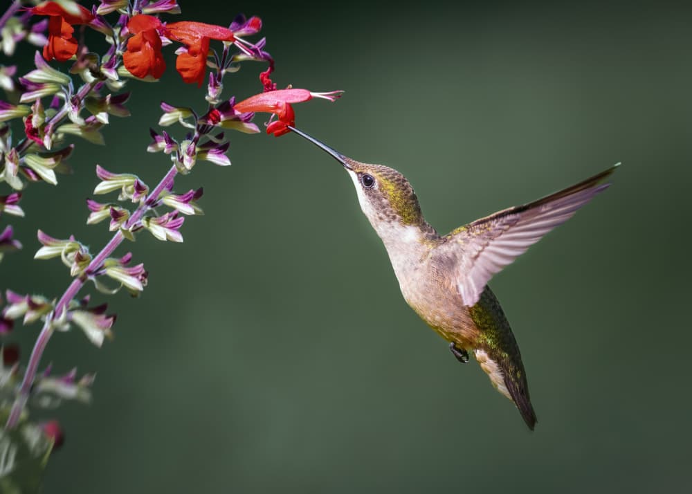 Hummingbird Feeding Flower by Li Chen — canvas wall art