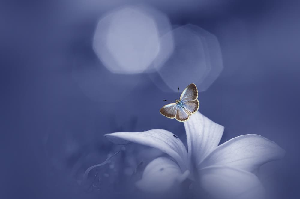 Blue Butterfly Dream by Andri Priyadi — canvas wall art