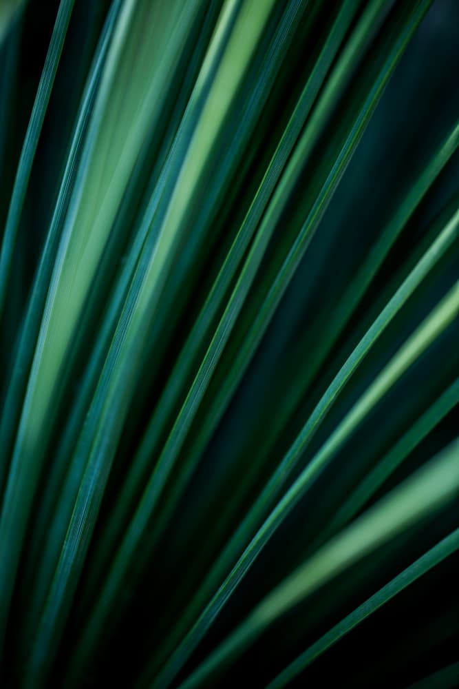 Green Straws 2 by Mareike Böhmer — canvas wall art
