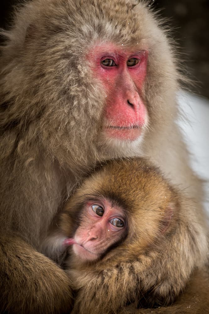 Snow Monkey Motherhood by Hung Tsui — canvas wall art