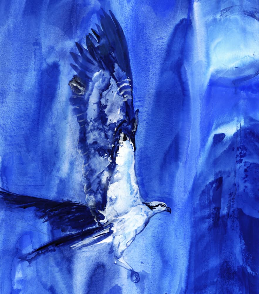 Flying Blue Osprey by RodMacIver — canvas wall art