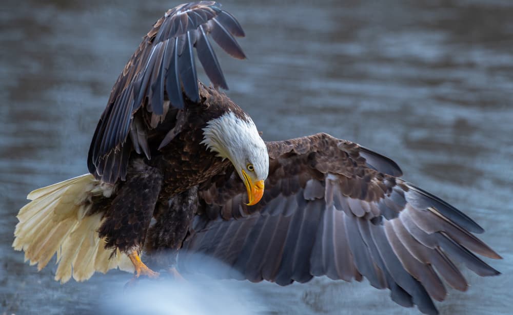 Bald Eagle Descending by Johnson Huang — canvas wall art