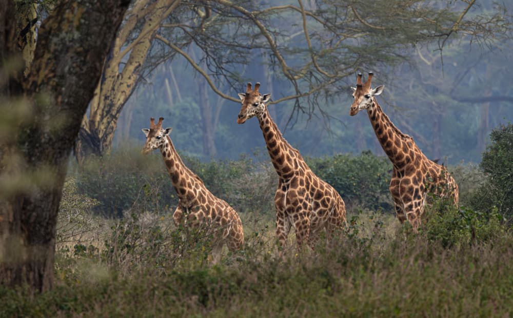 Three Safari Giraffes by Johnson Huang — canvas wall art