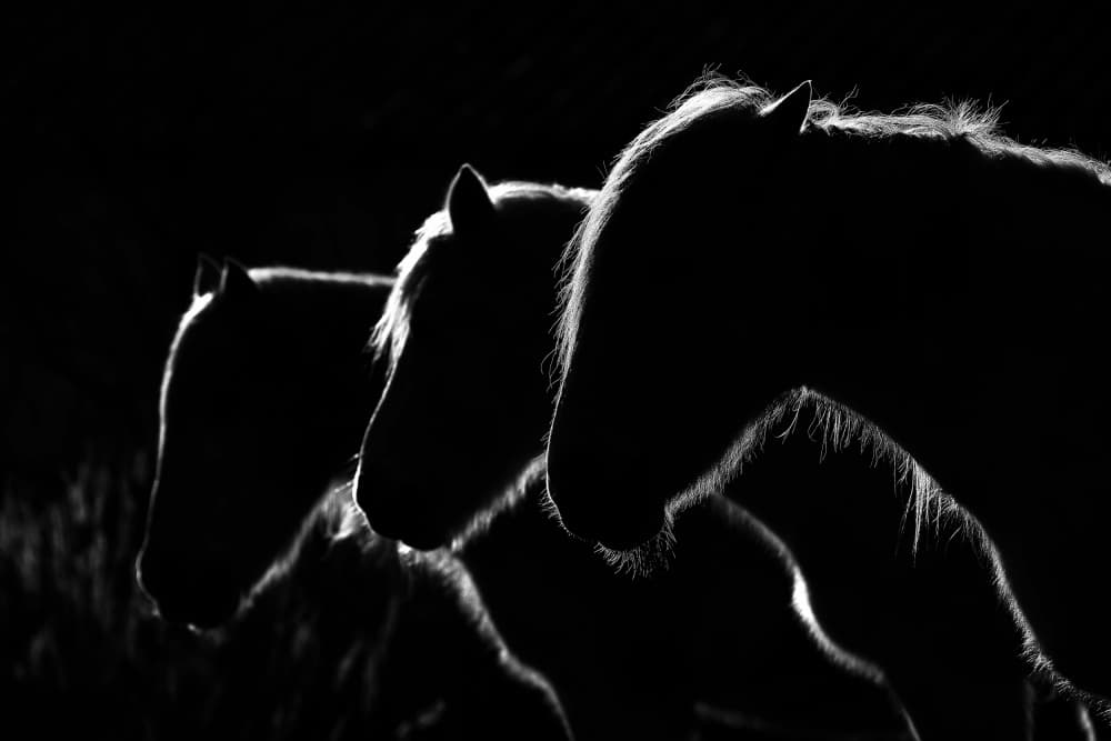 Majestic Horse Silhouettes by Michel Romaggi — canvas wall art
