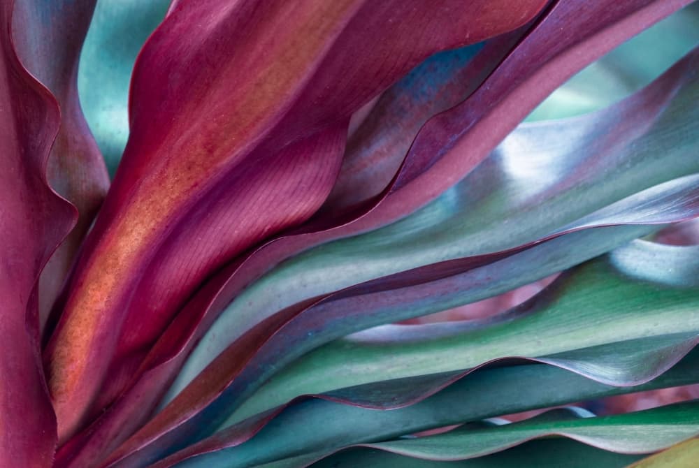 Colorful Tropical Leaves by Robin Wechsler — canvas wall art