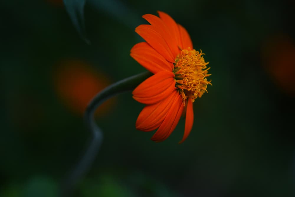 Vibrant Orange Bloom by Vedrana Domazet — canvas wall art
