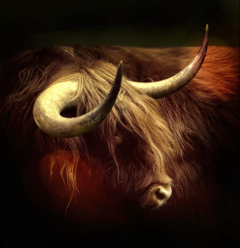 Moody Highland Cow by Anna Cseresnjes — canvas wall art