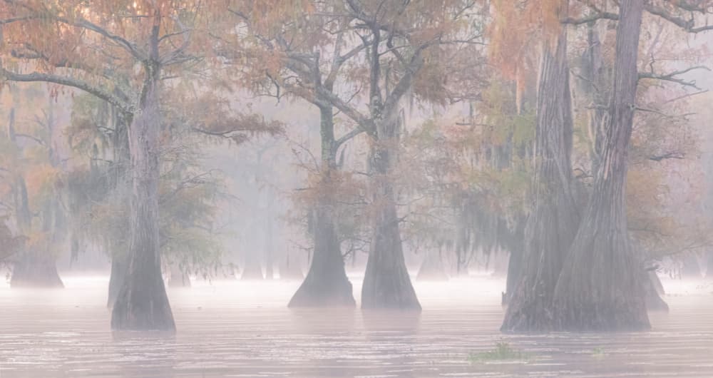 Misty Cypress Morning by Yanny Liu — canvas wall art