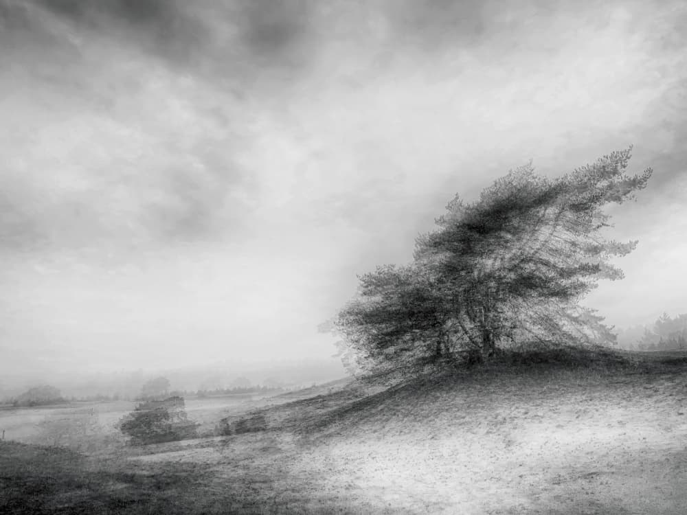 Windswept Monochrome Tree by Ria Groot Zevert — canvas wall art