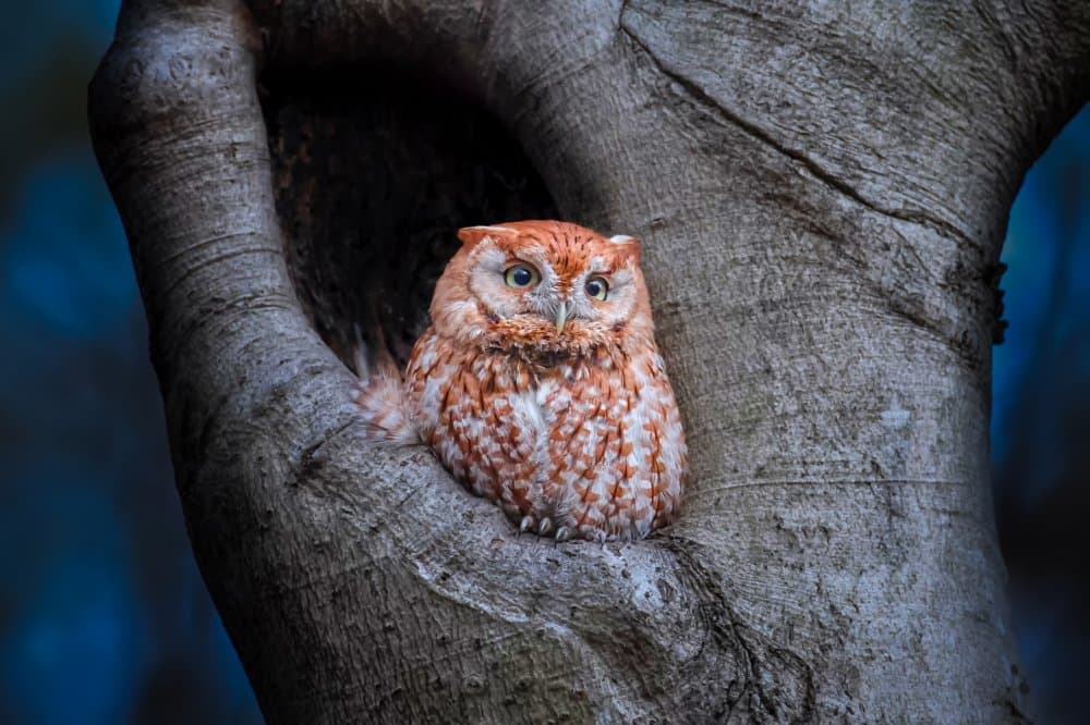 Watchful Forest Owl by Max Wang — canvas wall art