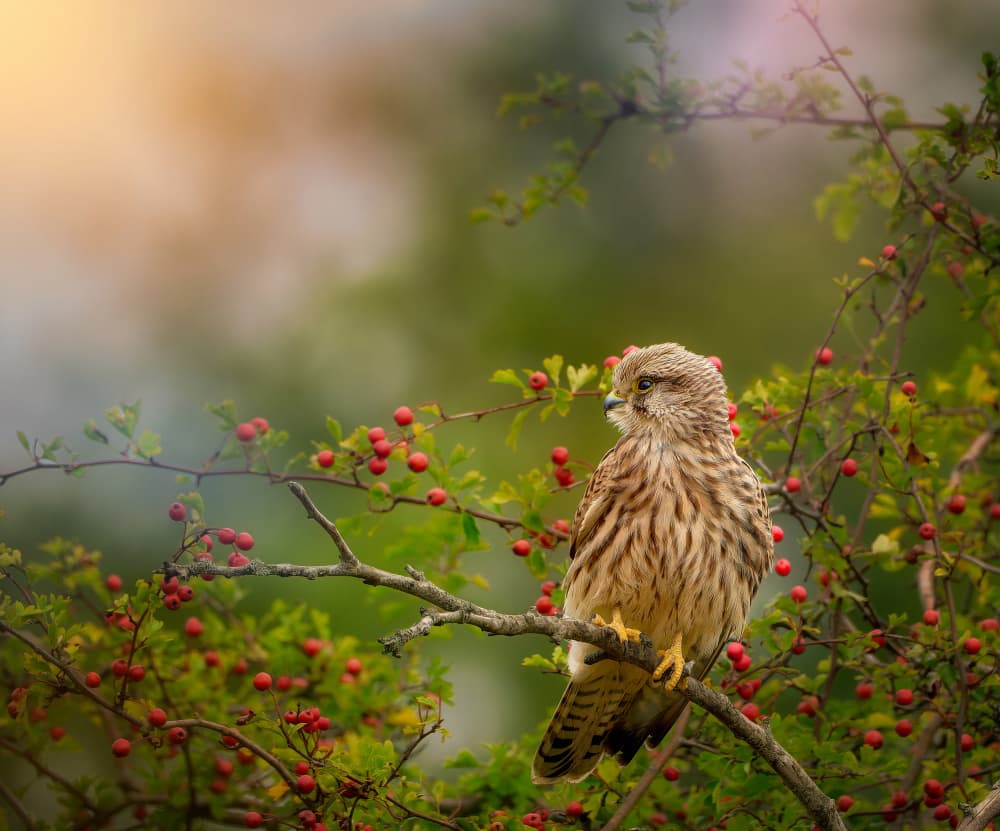 Kestrel Among Red Berries by Cristian Vasile — canvas wall art