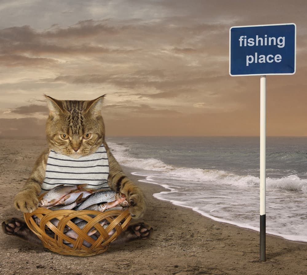 Cat Fishing on Beach by Iryna Kuznetsova (Iridi) — canvas wall art