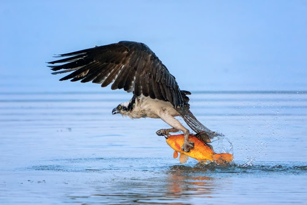 Osprey's Golden Catch by Siyu_Wei APA — canvas wall art