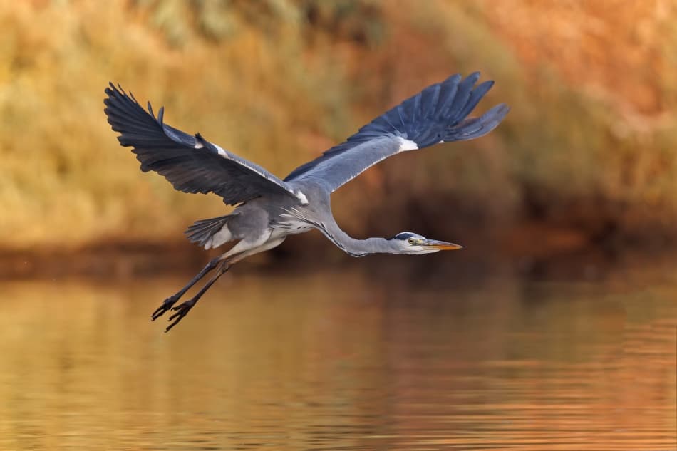 Heron's Golden Flight by Assaf Gavra — canvas wall art