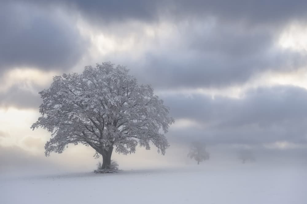 Snowy Tree in Fog by Nina Pauli — canvas wall art