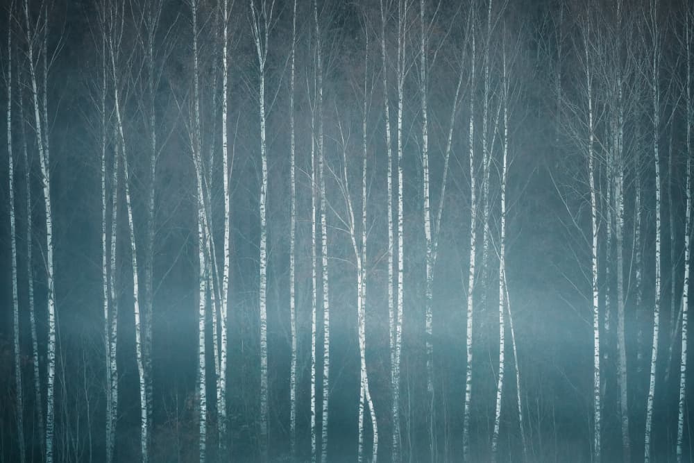 Misty Birch Forest by Christian Lindsten — canvas wall art