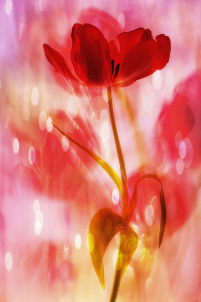Dreamy Red Tulip by Hilda van der Lee — canvas wall art