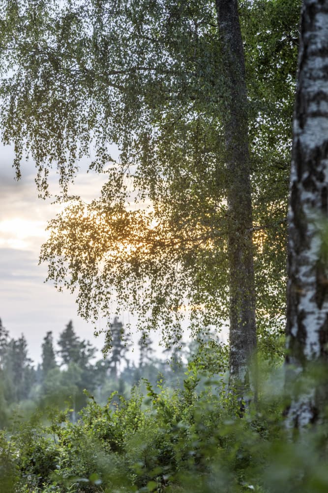 A Swedish Summer 8 by Mareike Böhmer — canvas wall art
