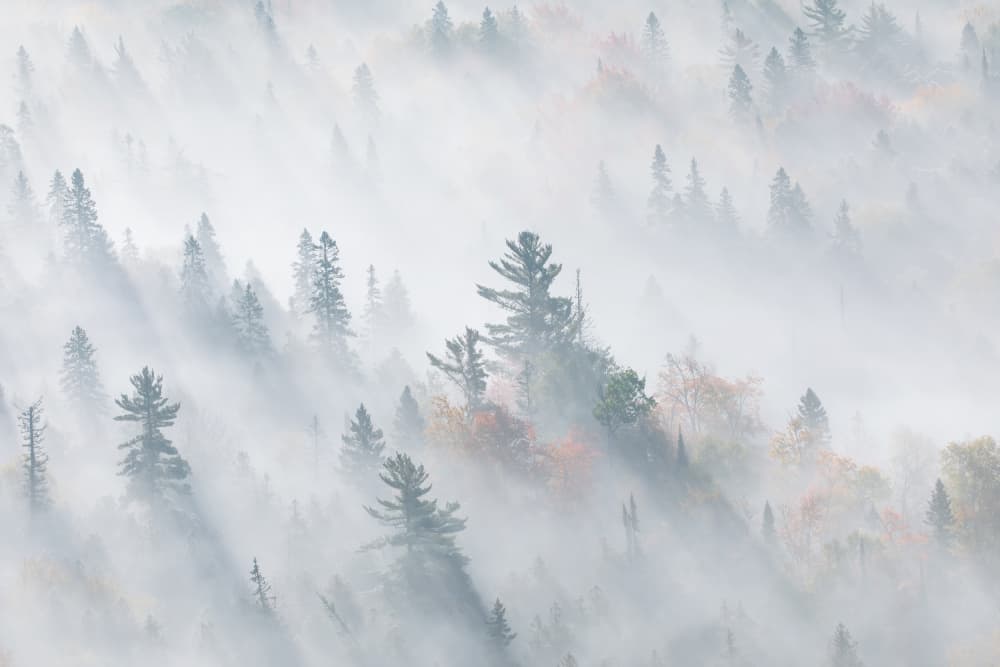 Sunlit Misty Forest by Jennifer Zhao — canvas wall art