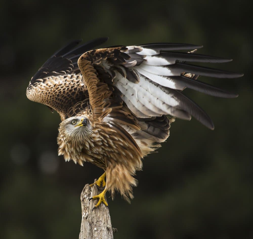 Majestic Raptor Spread Wings by AiToR Badiola — canvas wall art