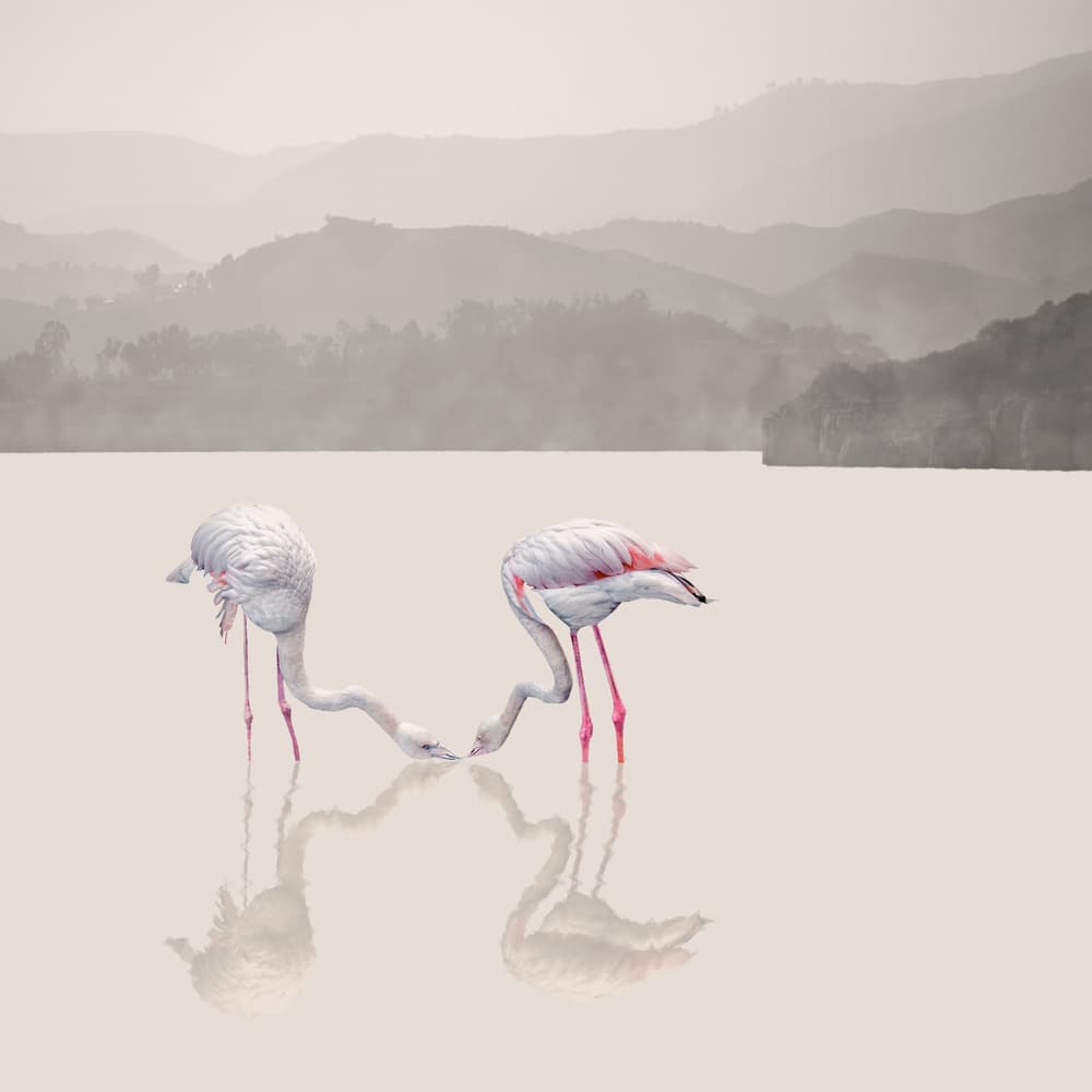 Pink Flamingos Serene Lake by Sayyed Nayyer Reza — canvas wall art