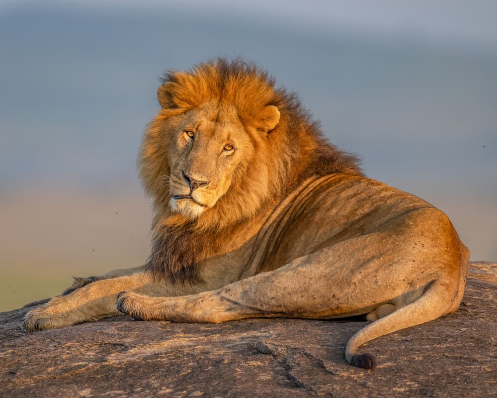 Majestic African Lion by Ahmed Elsheshtawy — canvas wall art