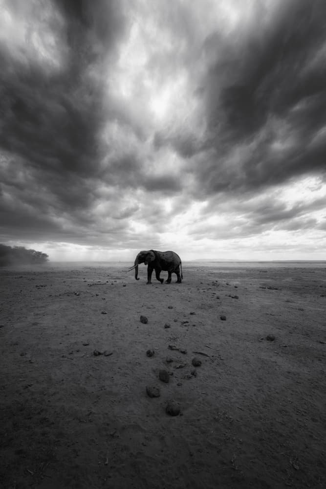 Elephant Under Stormy Sky by swapnil deshpande — canvas wall art