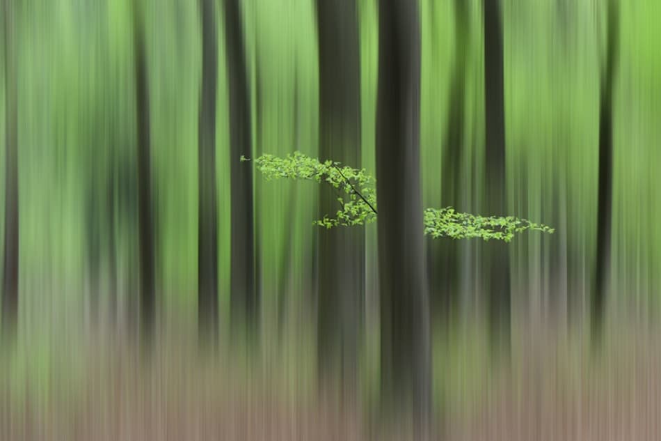 Spring Forest Abstraction
