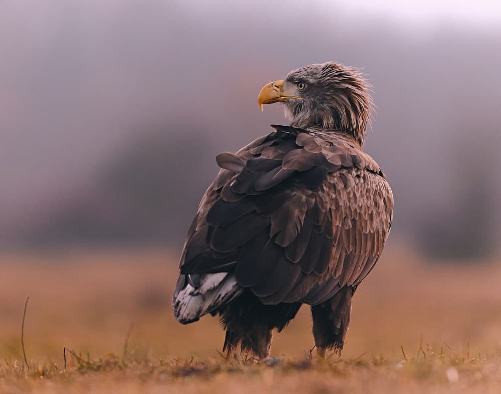 Majestic Misty Eagle by Stuart Williams — canvas wall art