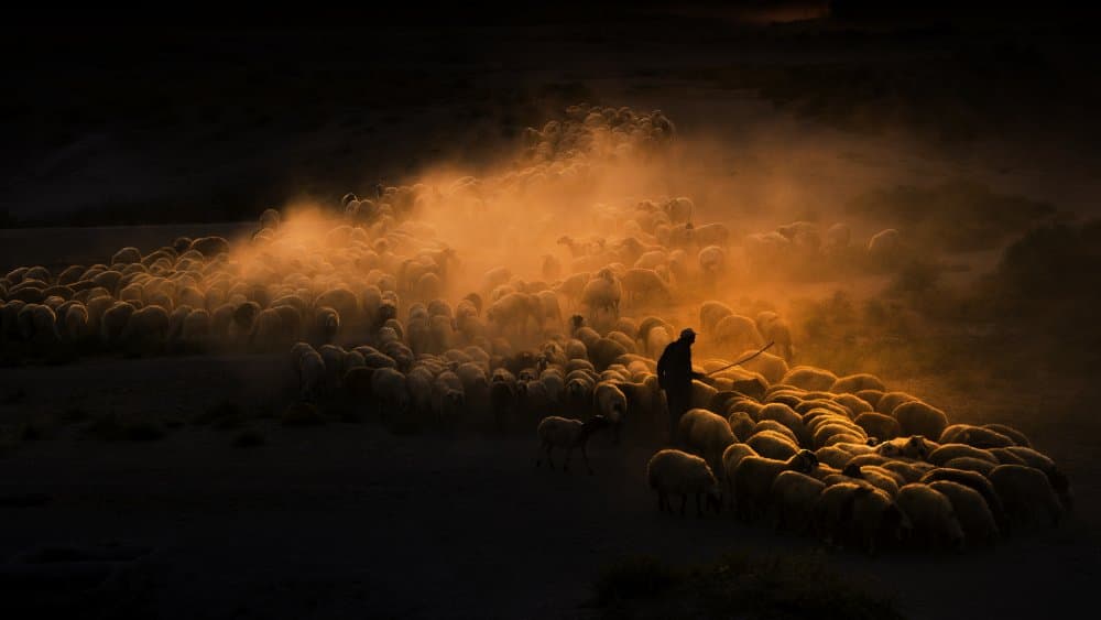 Shepherd and Golden Flock by Emir Bagci — canvas wall art